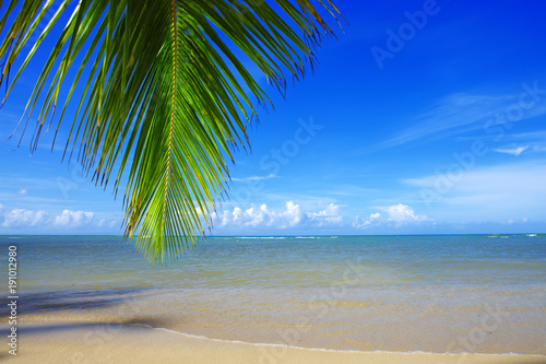 Palm tree branch and tropical beach on Caribbean sea as background.