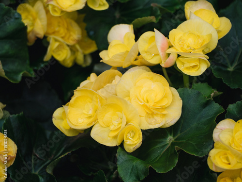 Numerous bright flowers of tuberous begonias (Begonia tuberhybrida) in garden