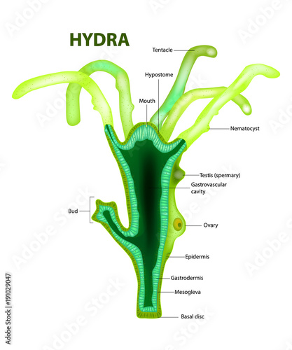 Hydra (genus). Structure