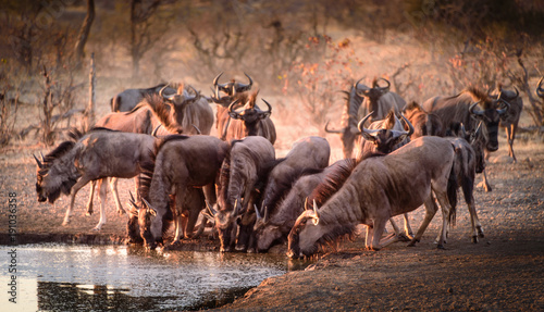 Gnu-Wanderung Serengeti