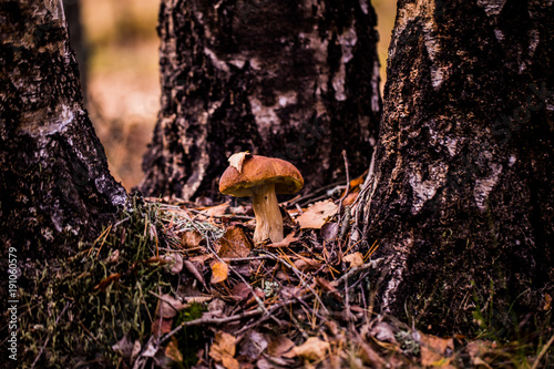 mushroom in the forest between three trees in autumn