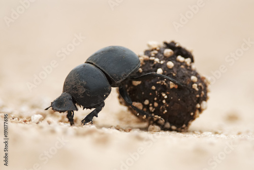 Flightless Dung Beetle, Circellium bacchus, roll dung ball, Addo Elephant National Park, South Africa