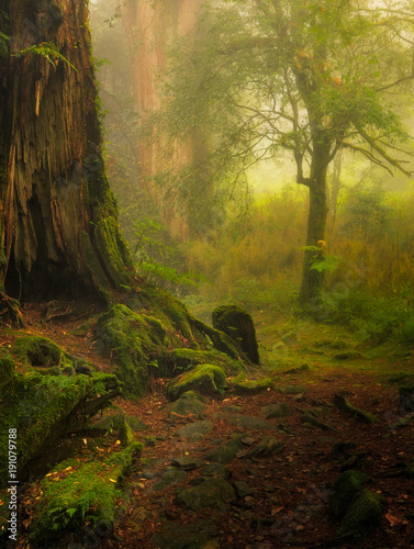 Moody forest with mist in the national park Alishan in Taiwan