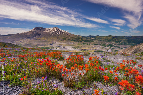 The breathtaking views of the volcano and amazing valley of flowers. Harry's Ridge Trail. Mount St Helens National Park, South Cascades in Washington State, USA
