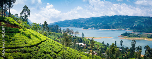 Beautiful view on tea plantation near Nuwara Eliya, Sri Lanka