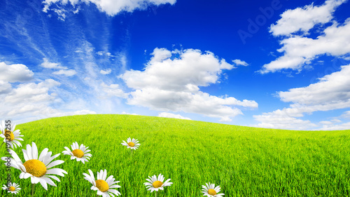 Wild daisies in the green field with a blue sky