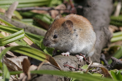 vole, animal, rodent, mammal, mouse,