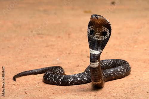 Südasiatische Kobra oder Brillenschlage in Sri Lanka 