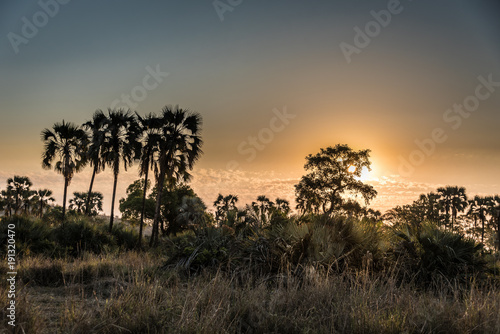 Sonnenuntergang hinter Palmen in Afrika (Krüger National Park)
