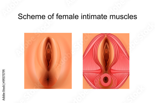 scheme of female intimate muscles