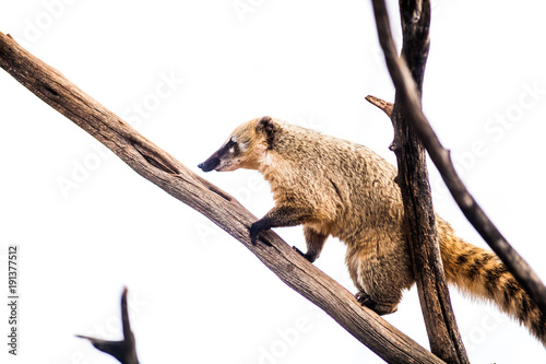 Ring tailed coati, Nasua nasua, climbing on wood, white background