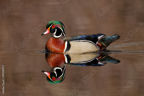 Wood Duck