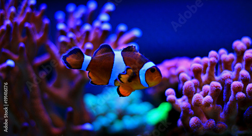 mr.Clownfish - the most popular saltwater fish in coral reef aquariums