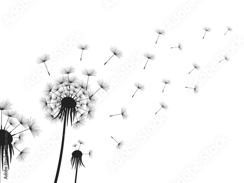 Dandelion flowers on white background.