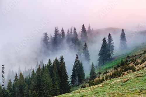 Morning fog covered the hills with spruces. Dramatic and gorgeous scene.