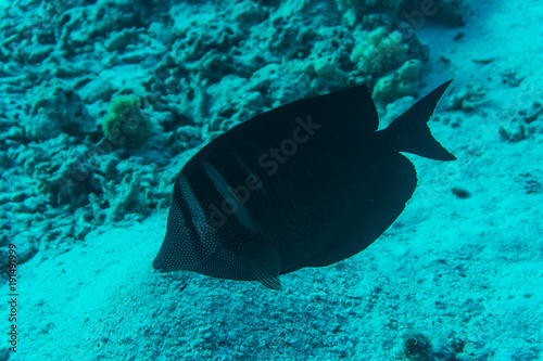 Dusky surgeonfish with unique black tropical fish swimming in the coral reef