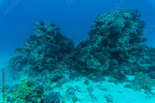 Red sea underwater coral reef with fishes