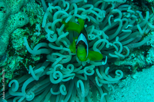 Sea anemone and clown fish in reef coral red sea underwater
