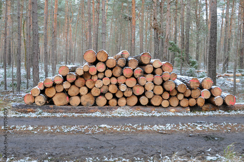 Holz gestappelt Nutzholz