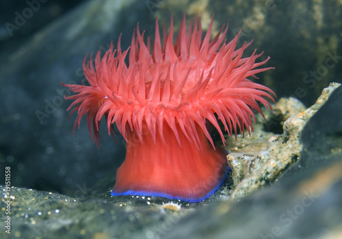 Beadlet Anemone - Actinia equina, Mediterraean sea, Croatia. Underwater photography. Sea anemone.