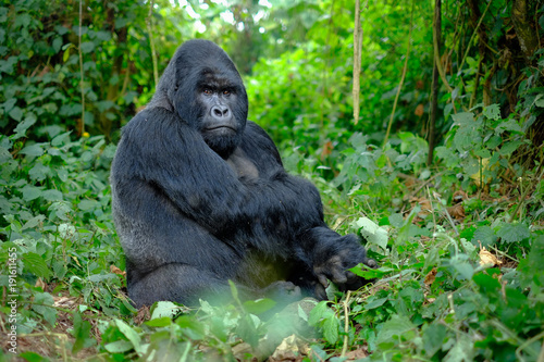 Silverback mountain gorilla looking intently into camera.