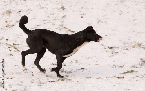 A dog is running on the snow in the winter in the park