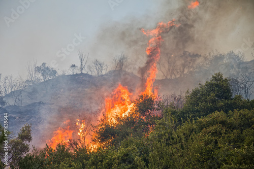 fire in a pine forest in Kassandra, Chalkidiki, Greece