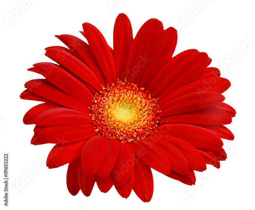 Red gerbera Isolated