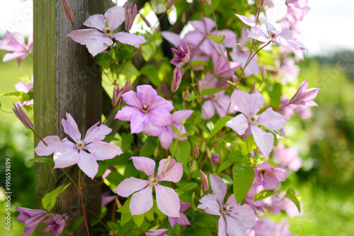 Flowering pink clematis in the garden