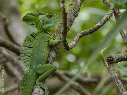 Plumed basilisk AKA emeral basilisk (Basiliscus plumifrons), Cahuita National Park, Costa Rica