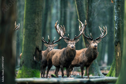 Three red deer stag standing together in forest.