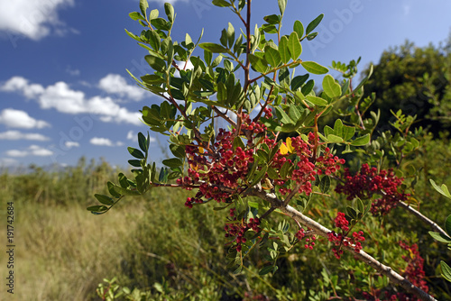 Mastixstrauch - Wilde Pistazie (Pistacia lentiscus) - mastic