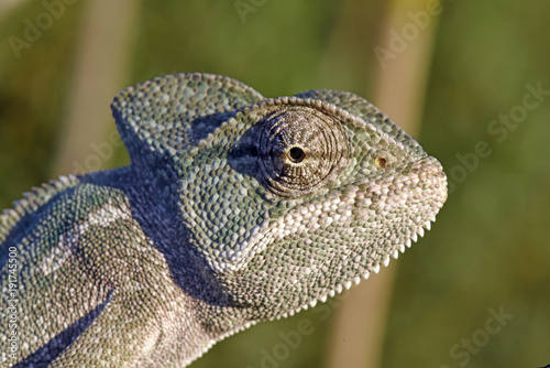 Basiliskenchamäleon (Chamaeleo africanus) - african chameleon