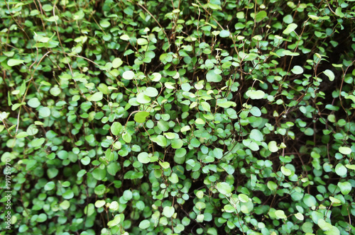 Muehlenbeckia complexa or maidenhair vine or creeping wire vine ornamental green plant 