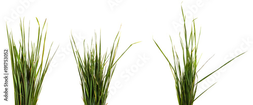 bunch of green grass. Isolated on white background. set, group, collection