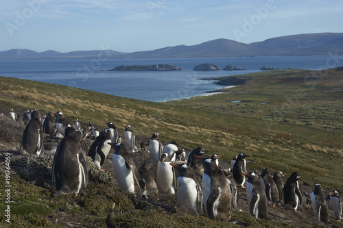 Breeding colony of Gentoo Penguins (Pygoscelis papua) on Carcass Island in the Falkland Islands.