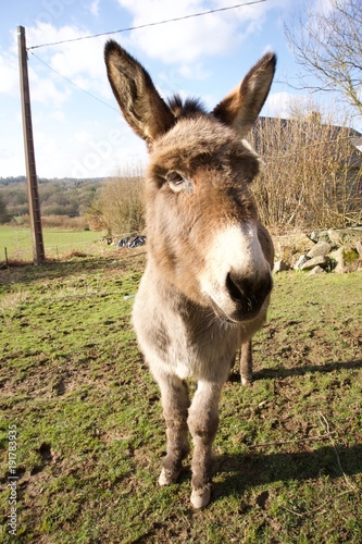 French-donkey-with-big-ears