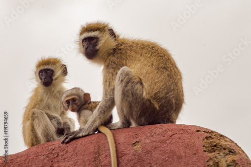 Three vervet monkeys on a rock in the savannah of Amboseli Park in Kenya