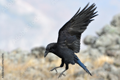 Common raven (Corvus corax)