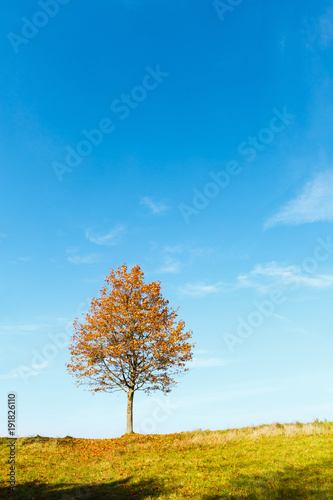 Lonely autumn maple tree