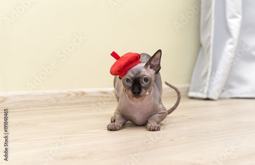 bald hairless cat, the cat of breed the Canadian Sphynx sits on the floor in a red beret with a disgruntled look