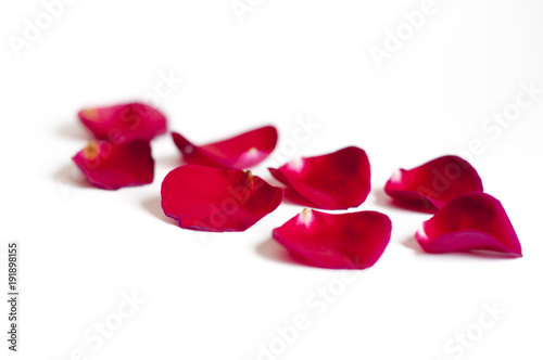Czerwone płatki róż 