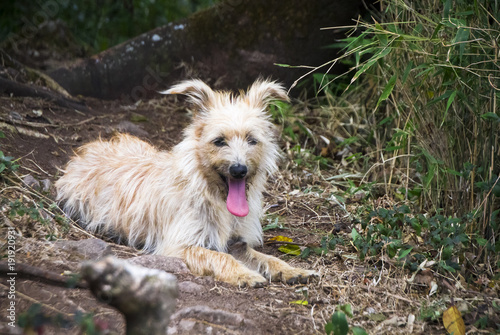 A scruffy dog rests on the ground with its tongue out.