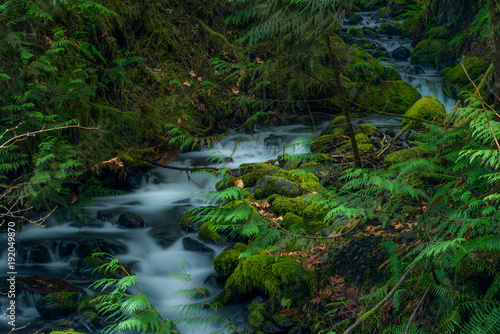 Olympic National Park Rain Forest 1833