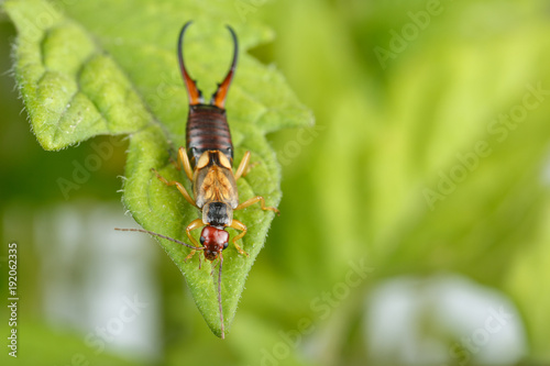 European earwig on tomato plant leaves. Highly detailed macrophotography of male exemplar of Forficula auricularia