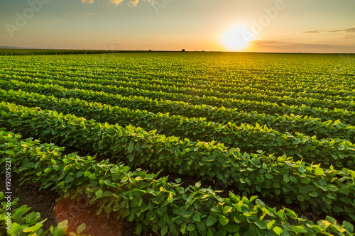 Green ripening soybean field, agricultural landscape