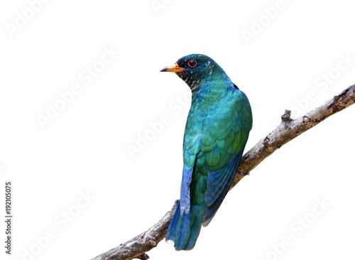 Male of Asian emerald cuckoo (Chrysococcyx maculatus) beautiful velvet green bird perching on tree branch showing it bright back feathers profile isolated on white background