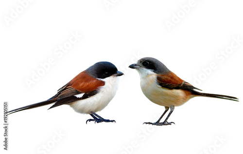 Pair male and female of Burmese Shrike (Lanius collurioides) beautiful red bird with grey and black head isolated on white background details from head to toes, exotic animal