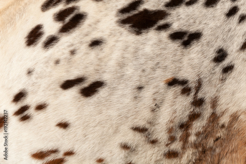 Horse hair brown spots on a white background