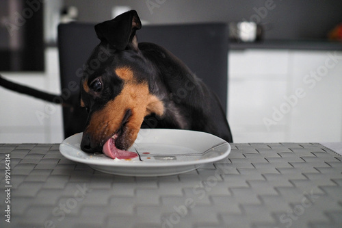 Hund isst am Tisch und leckt von Teller mit Küche im Hintergrund